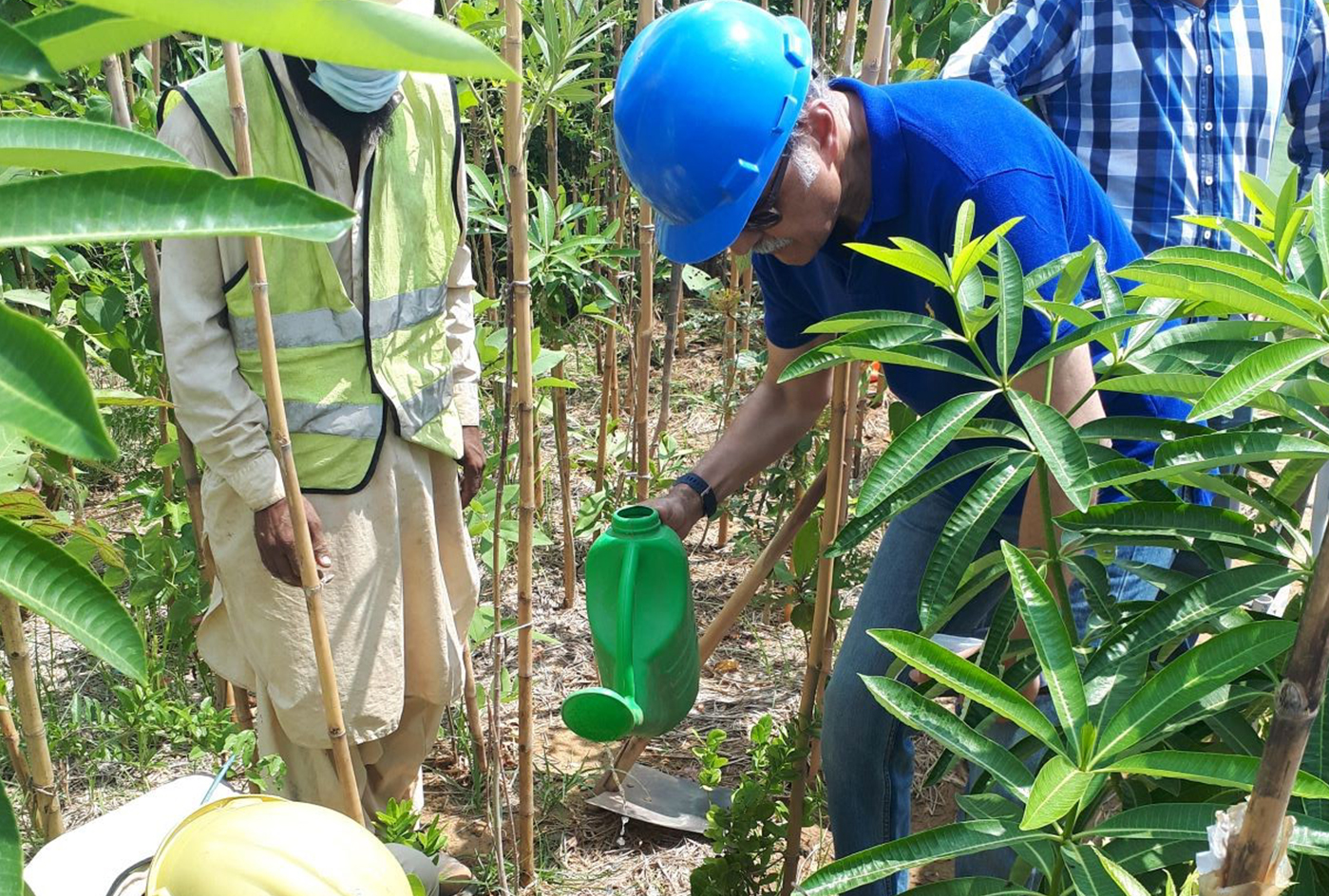 Tree planting activity